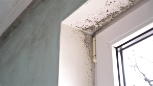 Read more about the article Mold and how to get rid of it?